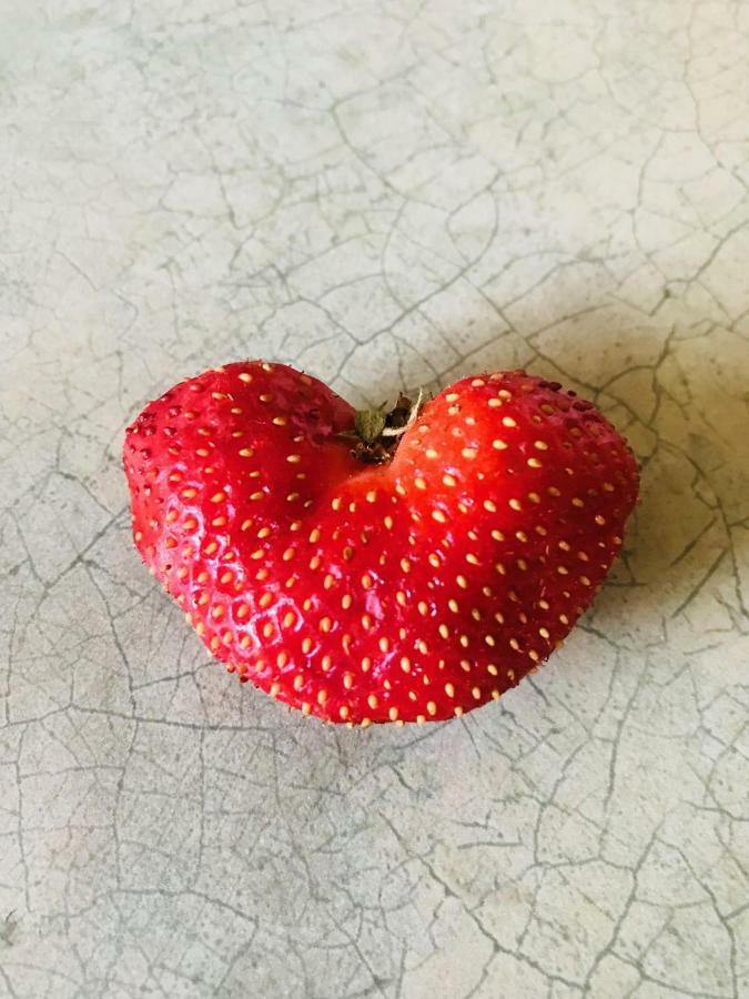 Auberge De Mon Petit Chum B&B ウェークフィールド エクステリア 写真